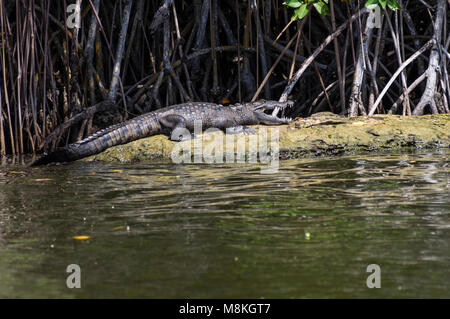 Un coccodrillo americano prendere il sole su di un isolotto di mangrovie alla foce del fiume Belize. Belize Foto Stock