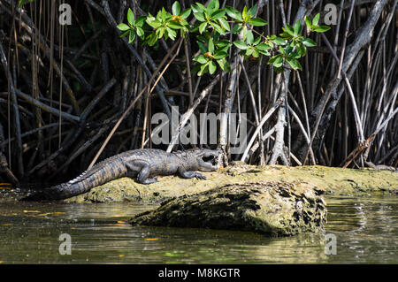 Un coccodrillo americano prendere il sole su di un isolotto di mangrovie alla foce del fiume Belize. Belize Foto Stock