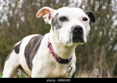 Staffordshire bull terrier guardando la fotocamera Foto Stock