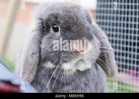 Flop eared rabbit Foto Stock