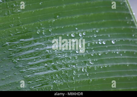 Gocce di pioggia su una foglia di banano Foto Stock