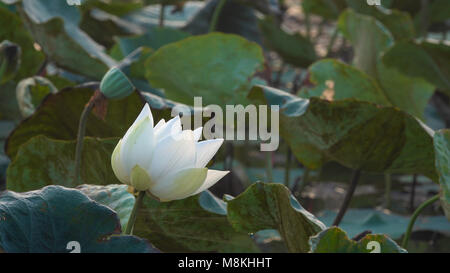 White Lotus Flower. Royalty di alta qualità gratuitamente stock footage della bella bianco fiore di loto. Lo sfondo del bianco fiori di loto è verde foglia Foto Stock