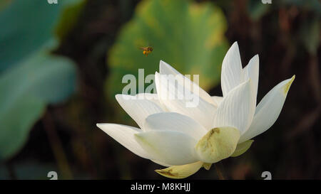 White Lotus Flower. Royalty di alta qualità gratuitamente stock footage della bella bianco fiore di loto. Lo sfondo del bianco fiori di loto è verde foglia Foto Stock