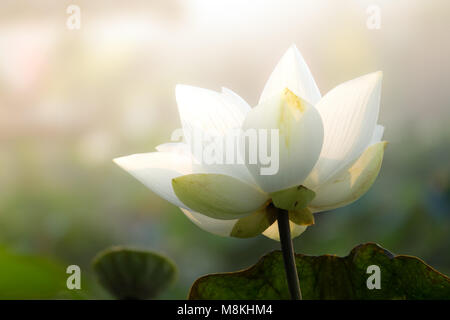 White Lotus Flower. Royalty di alta qualità gratuitamente stock footage della bella bianco fiore di loto. Lo sfondo del bianco fiori di loto è verde foglia Foto Stock