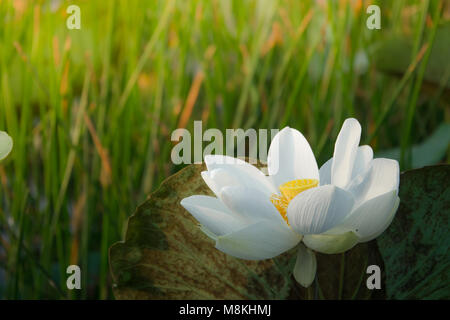 White Lotus Flower. Royalty di alta qualità gratuitamente stock footage della bella bianco fiore di loto. Lo sfondo del bianco fiori di loto è verde foglia Foto Stock