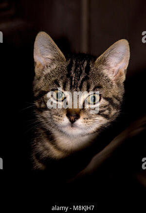 Carino tabby kitten Foto Stock