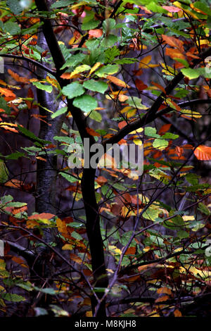 I colori autunnali su un albero del bosco Foto Stock