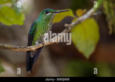 Verde-incoronato brillante - jacula Heliodoxa, bel verde e bianco hummingbird dal Costa Rica La Paz cascata. Foto Stock