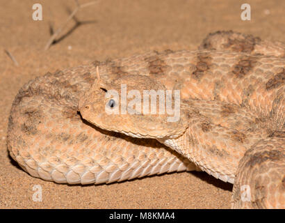 Deserto vipera cornuta (Cerastes cerastes) nel deserto del Marocco del Nord Africa vicino. Foto Stock