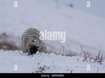 Swaledale pecore nella neve in Yorkshire Dales. Foto Stock