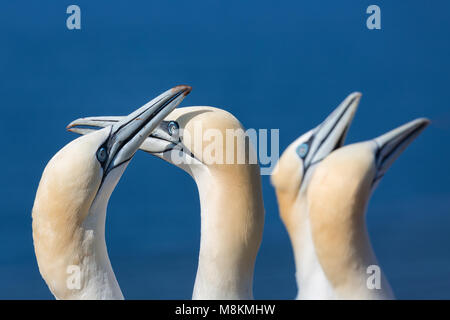 Paio di Northern sule nella colonia di allevamento a Isola Helgoland Foto Stock