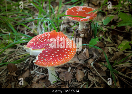 Fliegenpilze Herbstwald im Foto Stock