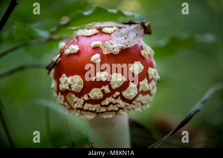 Fliegenpilze Herbstwald im Foto Stock