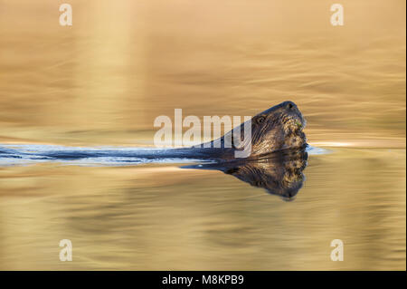 Castoro (Castor canadensis), piscina, vista di testa, Early Morning Light, N. MN, Stati Uniti d'America, di Dominique Braud/Dembinsky Foto Assoc Foto Stock