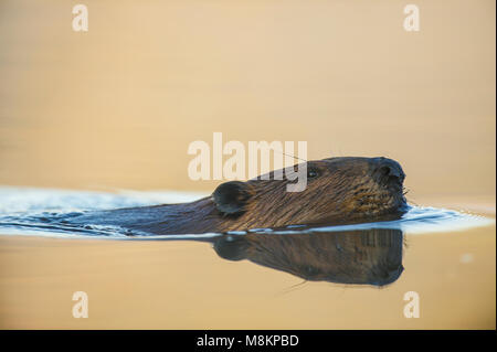 Castoro (Castor canadensis), piscina, vista di testa, Early Morning Light, N. MN, Stati Uniti d'America, di Dominique Braud/Dembinsky Foto Assoc Foto Stock