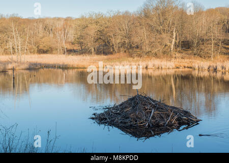 Beaver lodge, beaver nuoto, William O'Brien SP, MN, Stati Uniti d'America. Aprile, da Dominique Braud/Dembinsky Foto Assoc Foto Stock