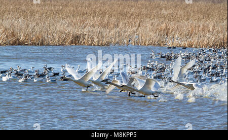 Trumpeter swans in esecuzione su acqua a Loess Bluffs National Wildlife Refuge durante la migrazione a molla Foto Stock