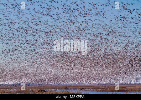 Migliaia di oche delle nevi presso il loess Bluffs National Wildlife Refuge durante la migrazione a molla Foto Stock