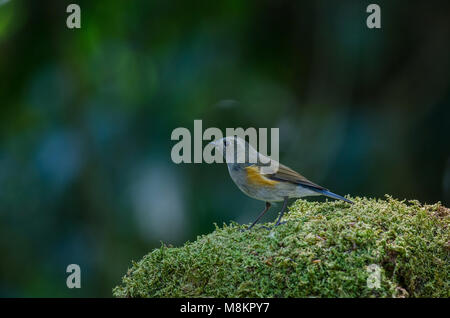 L'Himalayan Bluetail (Tarsiger rufilatus) femmina nella natura della Thailandia Foto Stock