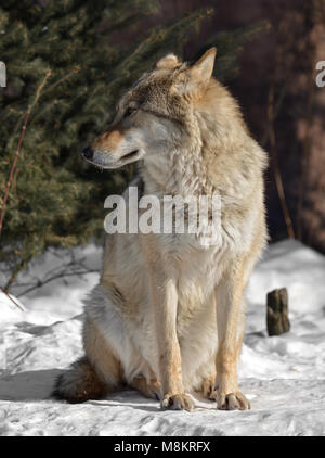 Eurasian lupo (Canis lupus lupus) siede sulla neve in inverno freddo Foto Stock