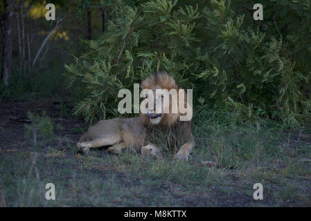 Leone maschio leccare le sue labbra Foto Stock