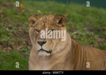 Close-up foto ritratto di una bellissima leonessa barbareschi Foto Stock