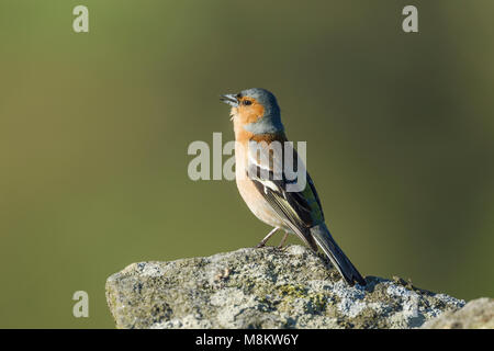 Maschio di fringuello, nome latino Fringilla coelebs, in piedi su un lichene rock coperto durante la chiamata Foto Stock