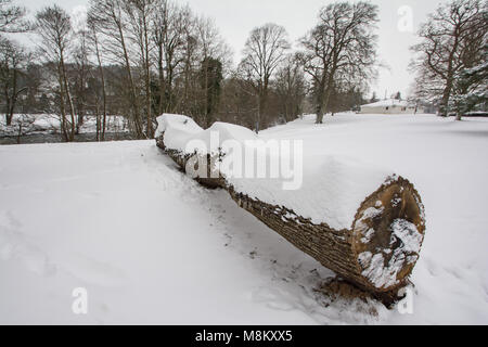 Bestia da est 2 narcisi e derive.18/3/2018 Credit: Paul Williams/Alamy Live News Foto Stock