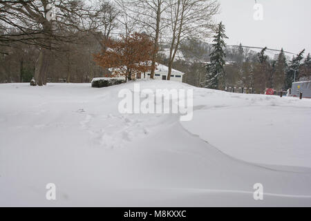 Bestia da est 2 narcisi e derive.18/3/2018 Credit: Paul Williams/Alamy Live News Foto Stock