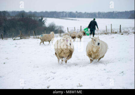 Il 18 marzo 2018, Poundbury, Dorchester Dorset, Inghilterra. Regno Unito Meteo. Il contadino nutre il suo neonato agnelli con le pecore in amaramente venti freddi e neve pesante di docce in Poundbury come bestia da est 2 copre il paese in nevischio e neve con più meteo siberiano. © David Partridge / Alamy Live News Foto Stock