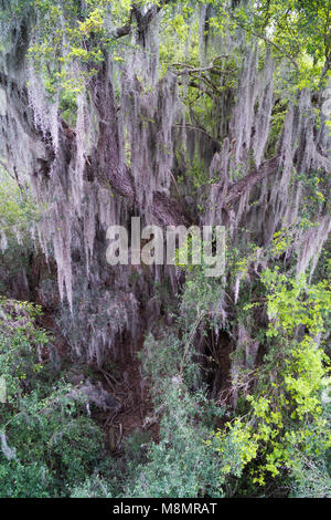 Muschio spagnolo pende da una Texas ebano albero nel bosco ripariale al Sanat Ana National Wildlife Refuge vicino Alamo, Texas nel Rio Grande Valley Foto Stock