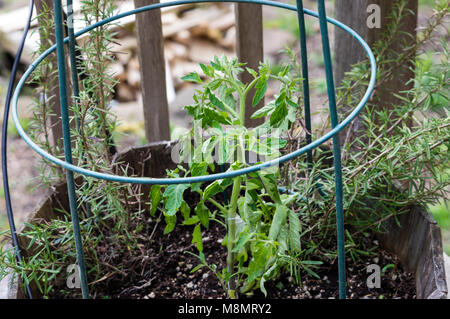 Contenitore pomodori piantati con una gabbia di fili supprt Foto Stock