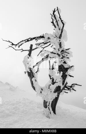 Molti morti intoppi in piedi sono coperti con rime ghiaccio come i venti soffiano aria umida contro di loro spesso completamente scomparendo sotto il ghiaccio accumulato. Foto Stock