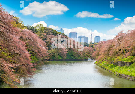 Sakura albero a Kitanomaru giardino. Giappone paesaggio. La fioritura dei ciliegi a Tokyo con la Tokyo Tower sullo sfondo Foto Stock