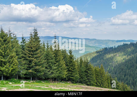 Il rumeno di foreste di montagna in Transilvania, vicino a Sibiu. Foto Stock