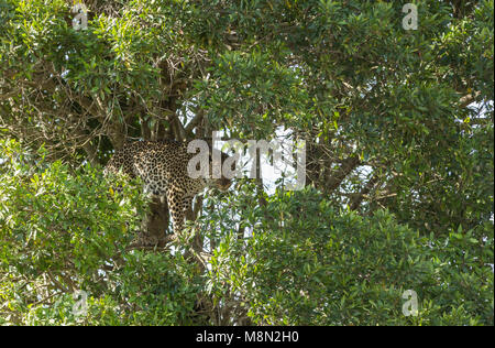 Leopard su un albero con un kill a masai Mara Foto Stock