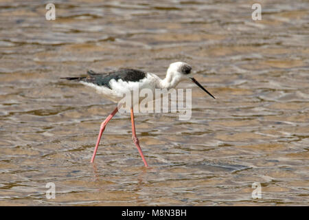 Black-winged Stilt, Himantopus himantopus in Tauranga Bay, Isola del nord, Nuova Zelanda Foto Stock