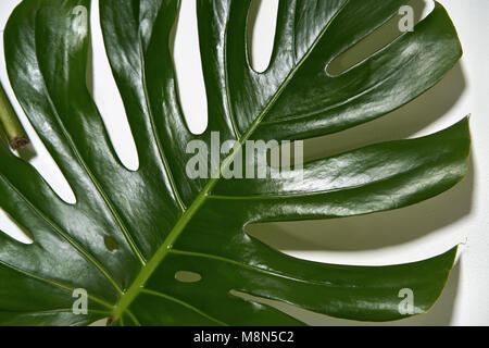 Monstera foglia verde Foto Stock