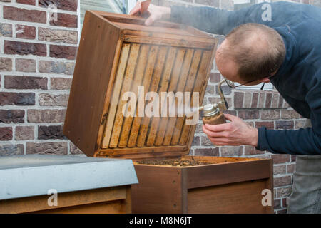 Un apiarist guarda nell'alveare per controllare la dimensione della sua colonia di api dopo l'inverno. Egli utilizza il fumo per sopprimere l'aggressività delle api Foto Stock