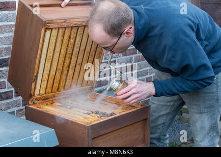 Un apiarist guarda nell'alveare per controllare la dimensione della sua colonia di api dopo l'inverno. Egli utilizza il fumo per sopprimere l'aggressività delle api Foto Stock