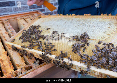 Controlli di apicoltore di un telaio di un alveare. Essa mostra celle aperte e chiuse di un favo di miele e le API di strisciare su di essa Foto Stock