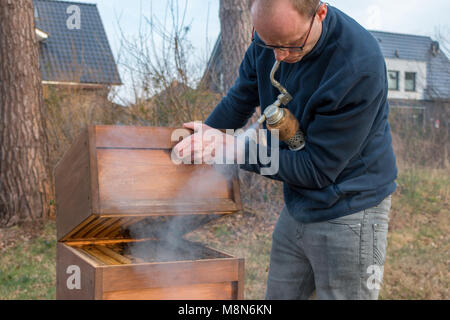 Un apiarist guarda nell'alveare per controllare la dimensione della sua colonia di api dopo l'inverno. Egli utilizza il fumo per sopprimere l'aggressività delle api Foto Stock