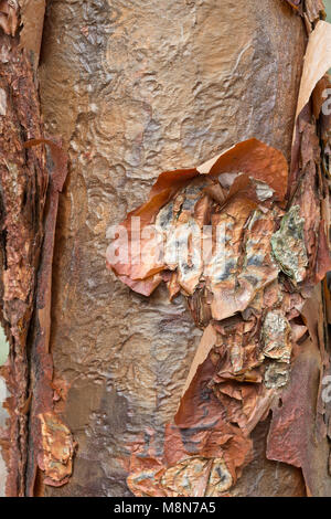 La carta cinese di corteccia di albero (Acer griseum), corteccia dettagli su albero maturo Foto Stock