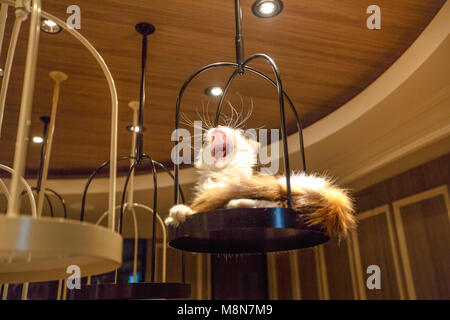 Tokyo, Giappone - 17 Aprile 2017: Angora Turco Gatto sdraiato a sbadigliare all'interno di Cat Cafe Mocha nel quartiere Shibuya. I giapponesi che andare al gatto Cafe diminuisce l'ansia e lo stress. Foto Stock