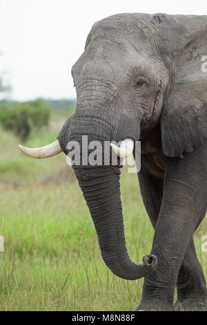 Elefante africano Loxodonta africana. Sebbene protetta, ancora bollito per i commercianti di avorio, una specie di conservazione preoccupazione. Ben protetto in Botswana. Foto Stock