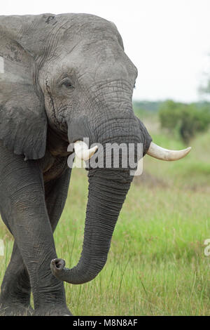 Elefante africano Loxodonta africana. Sebbene protetta, ancora bollito per i commercianti di avorio, una specie di conservazione preoccupazione. Ben protetto in Botswana. Foto Stock