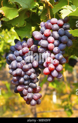 Grappolo di uva nera sulla vite vicino Sangli, Maharashtra, India Foto Stock