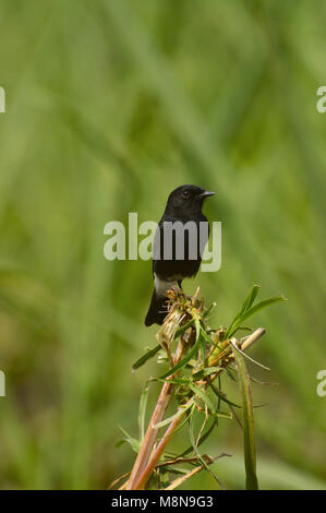 Pied Bushchat maschio Sangli vicino, Maharashtra, India Foto Stock