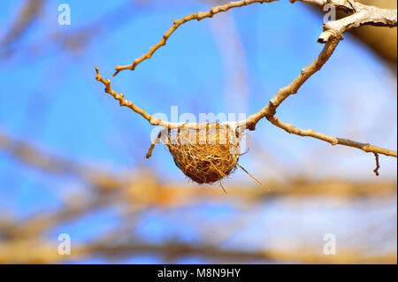 Piccolo nido di uccelli a secco su un ramo di un albero a Sagareshwar Wildlife Sanctuary, Sangli, Maharashtra, India Foto Stock