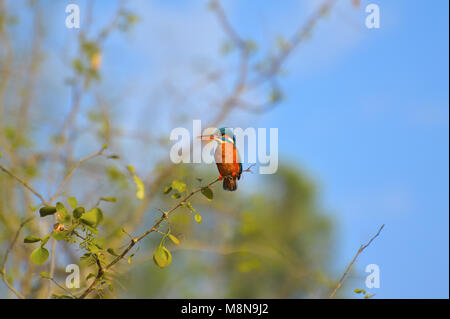 Comune di Kingfisher, Alcedo atthis su un ramo a Sagareshwar Wildlife Sanctuary, Sangli, Maharashtra, India Foto Stock